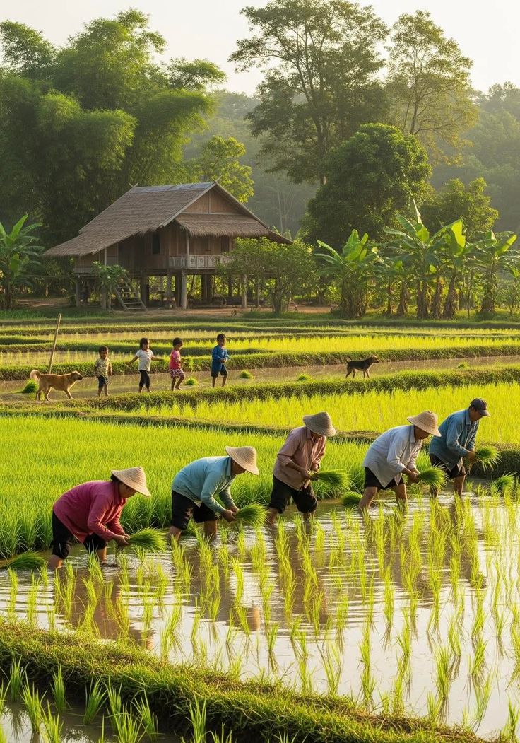 Premium Rice Quality