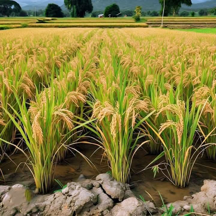 Basmati Rice Quality